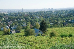 Viennaslide-00900179 Wien, Weingärten bei Nußdorf - Vienna, Wineyard near Grinzing (Nussdorf)