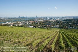 Viennaslide-00900180 Wien, Weingärten bei Nußdorf - Vienna, Wineyard near Grinzing (Nussdorf)