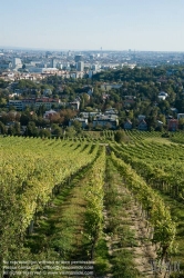 Viennaslide-00900181 Wien, Weingärten bei Nußdorf - Vienna, Wineyard near Grinzing (Nussdorf)