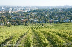 Viennaslide-00900182 Wien, Weingärten bei Nußdorf - Vienna, Wineyard near Grinzing (Nussdorf)