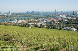 Viennaslide-00900183 Wien, Weingärten bei Nußdorf - Vienna, Wineyard near Grinzing (Nussdorf)