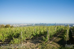 Viennaslide-00900185 Wien, Weingärten bei Nußdorf - Vienna, Wineyard near Grinzing (Nussdorf)