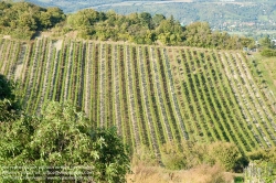 Viennaslide-00900186 Wien, Weingärten bei Nußdorf - Vienna, Wineyard near Grinzing (Nussdorf)