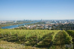 Viennaslide-00900187 Wien, Weingärten bei Nußdorf - Vienna, Wineyard near Grinzing (Nussdorf)