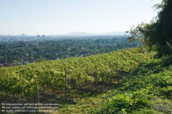 Viennaslide-00900188 Wien, Weingärten bei Nußdorf - Vienna, Wineyard near Grinzing (Nussdorf)