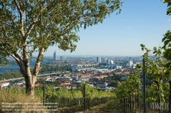 Viennaslide-00900189 Wien, Weingärten bei Nußdorf - Vienna, Wineyard near Grinzing (Nussdorf)