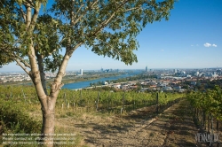 Viennaslide-00900192 Wien, Weingärten bei Nußdorf - Vienna, Wineyard near Grinzing (Nussdorf)