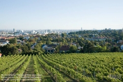 Viennaslide-00900194 Wien, Weingärten bei Nußdorf - Vienna, Wineyard near Grinzing (Nussdorf)