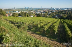 Viennaslide-00900196 Wien, Weingärten bei Nußdorf - Vienna, Wineyard near Grinzing (Nussdorf)