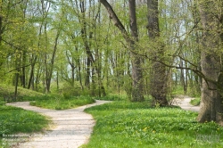 Viennaslide-00910002 Wienerwald, Wanderweg