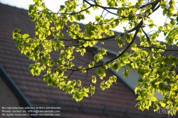 Viennaslide-00910012 Frühling im Wienerwald