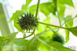 Viennaslide-00482423f Wien, Zucht seltener Pflanzen in einer Privatwohnung, Stechapfel (DATURA STRAMONIUM)