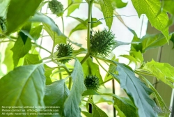 Viennaslide-00482424f Wien, Zucht seltener Pflanzen in einer Privatwohnung, Stechapfel (DATURA STRAMONIUM)