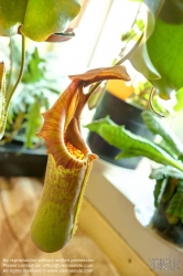 Viennaslide-00482427f Wien, Zucht seltener Pflanzen in einer Privatwohnung, fleischfressende Kannenpflanze (Nepenthes truncata)