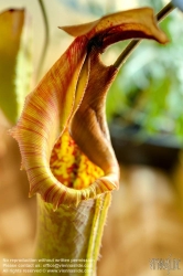 Viennaslide-00482428f Wien, Zucht seltener Pflanzen in einer Privatwohnung, fleischfressende Kannenpflanze (Nepenthes truncata)