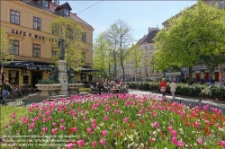 Viennaslide-01060501 Wien, Wiedner Hauptstraße, Cafe Wortner, Tulpenbeet