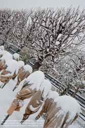 Viennaslide-01119144 Wien, Ringstraße, Volksgarten, verpackte Rosenstöcke im Winter