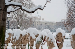 Viennaslide-01119148 Wien, Ringstraße, Volksgarten, verpackte Rosenstöcke im Winter