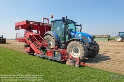 Viennaslide-04220124 Marchfeld, Aderklaa, Landwirtschaft Iser, Anbau von Rollrasen // Marchfeld, Aderklaa, Farmer Iser, rolled turf