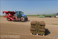 Viennaslide-04220132 Marchfeld, Aderklaa, Landwirtschaft Iser, Anbau von Rollrasen // Marchfeld, Aderklaa, Farmer Iser, rolled turf