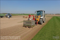 Viennaslide-04220134 Marchfeld, Aderklaa, Landwirtschaft Iser, Anbau von Rollrasen // Marchfeld, Aderklaa, Farmer Iser, rolled turf