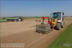 Viennaslide-04220135 Marchfeld, Aderklaa, Landwirtschaft Iser, Anbau von Rollrasen // Marchfeld, Aderklaa, Farmer Iser, rolled turf