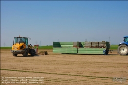 Viennaslide-04220136 Marchfeld, Aderklaa, Landwirtschaft Iser, Anbau von Rollrasen // Marchfeld, Aderklaa, Farmer Iser, rolled turf