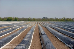 Viennaslide-04220142 Marchfeld, Aderklaa, Landwirtschaft Iser, Spargelanbau // Marchfeld, Aderklaa, Landwirtschaft Iser, Asparagus Cultivation