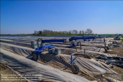 Viennaslide-04220164 Marchfeld, Aderklaa, Landwirtschaft Iser, Spargelernte // Marchfeld, Aderklaa, Landwirtschaft Iser, Asparagus Harvest