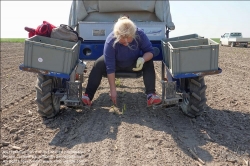 Viennaslide-04220171 Marchfeld, Aderklaa, Landwirtschaft Iser, Spargelernte // Marchfeld, Aderklaa, Landwirtschaft Iser, Asparagus Harvest