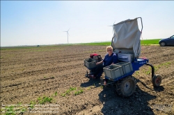 Viennaslide-04220172 Marchfeld, Aderklaa, Landwirtschaft Iser, Spargelernte // Marchfeld, Aderklaa, Landwirtschaft Iser, Asparagus Harvest