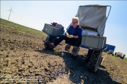 Viennaslide-04220175 Marchfeld, Aderklaa, Landwirtschaft Iser, Spargelernte // Marchfeld, Aderklaa, Landwirtschaft Iser, Asparagus Harvest