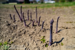 Viennaslide-04220177 Marchfeld, Aderklaa, Landwirtschaft Iser, violetter Spargel // Marchfeld, Aderklaa, Landwirtschaft Iser, Violet Asparagus