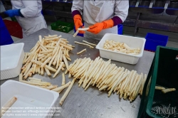 Viennaslide-04220183 Marchfeld, Aderklaa, Landwirtschaft Iser, Reinigung und Bearbeitung des Spargels nach der Einlieferung // Marchfeld, Aderklaa, Landwirtschaft Iser, Cleaning and Cutting of Asparagus