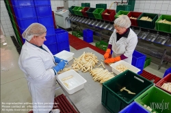 Viennaslide-04220186 Marchfeld, Aderklaa, Landwirtschaft Iser, Reinigung und Bearbeitung des Spargels nach der Einlieferung // Marchfeld, Aderklaa, Landwirtschaft Iser, Cleaning and Cutting of Asparagus