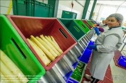 Viennaslide-04220189 Marchfeld, Aderklaa, Landwirtschaft Iser, Reinigung und Bearbeitung des Spargels nach der Einlieferung // Marchfeld, Aderklaa, Landwirtschaft Iser, Cleaning and Cutting of Asparagus