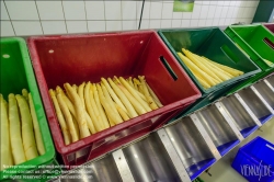 Viennaslide-04220194 Marchfeld, Aderklaa, Landwirtschaft Iser, Reinigung und Bearbeitung des Spargels nach der Einlieferung // Marchfeld, Aderklaa, Landwirtschaft Iser, Cleaning and Cutting of Asparagus