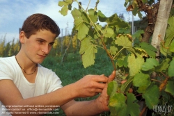 Viennaslide-04280134 Niederösterreich, Weinviertel, Weinlese