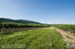 Viennaslide-04312347 Niederösterreich, Gumpoldskirchen - Austria, Gumpoldskirchen