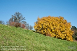 Viennaslide-04385501 Herbststimmung