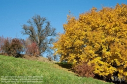 Viennaslide-04385502 Herbststimmung