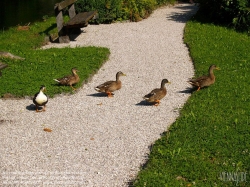 Viennaslide-04431306 Oberösterreich, Salzkammergut, Bad Goisern, Enten