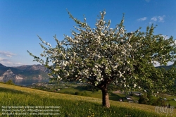 Viennaslide-04434002 Österreich, Traunsee