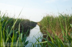 Viennaslide-04731232 Burgenland, Rust am Neusiedlersee