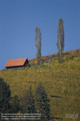 Viennaslide-04828354 Südsteirische Weinstraße, Steiermark, Österreich - Austria, Styria, Wineyards