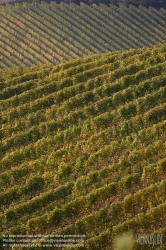 Viennaslide-04828359 Südsteirische Weinstraße, Steiermark, Österreich - Austria, Styria, Wineyards