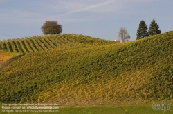 Viennaslide-04828361 Südsteirische Weinstraße, Steiermark, Österreich - Austria, Styria, Wineyards