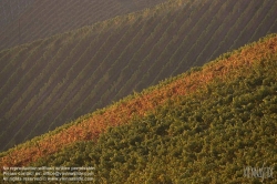 Viennaslide-04828365 Südsteirische Weinstraße, Steiermark, Österreich - Austria, Styria, Wineyards