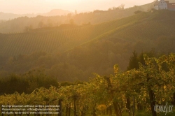 Viennaslide-04828366 Südsteirische Weinstraße, Steiermark, Österreich - Austria, Styria, Wineyards