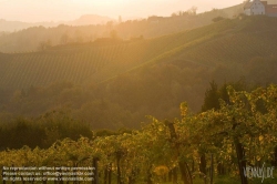 Viennaslide-04828366 Südsteirische Weinstraße, Steiermark, Österreich - Austria, Styria, Wineyards